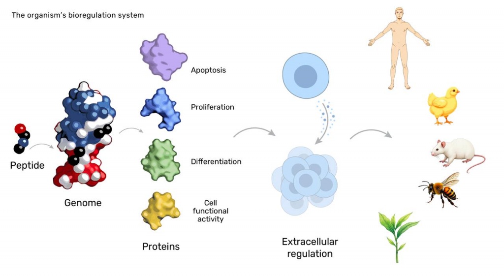 The organism's bioregulation system