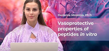 Vasoprotective properties of peptides IN VITRO